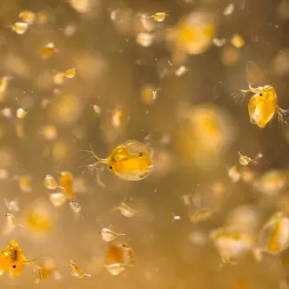 Живой корм для рыб Дафния Мойна (Daphnia Moina)