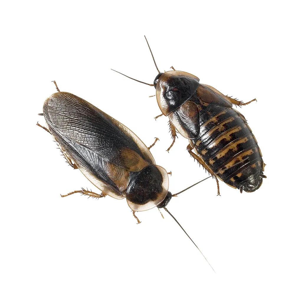 Таракан аргентинский (Blaptica dubia) предимаго\имаго, живой